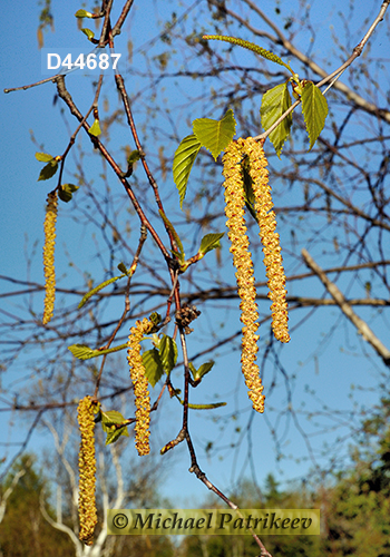 Paper Birch (Betula papyrifera)